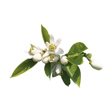 Imagen de Aroma de azahar (1 kg) 0200008