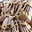 Imagen de Joycream Nocciolata Blanca ( 5kg.) 11150