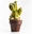 Imagen de Maceta Chocolate NEGRO Flower (28 u) 18143