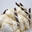 Imagen de Joycream White Crock (5 kg) 11825