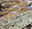 Imagen de Harina Golden Grains (25 kg)