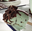 Imagen de OREO Crushed SIN Crema (13 kg)