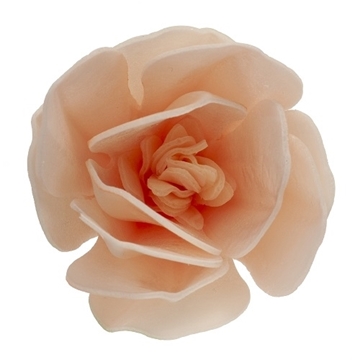 Imagen de Magnolia Oblea Blanca 6,5-7 cm (6 ud) 126158