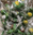 Imagen de Figura Roscon Caracoles (100 ud) 175